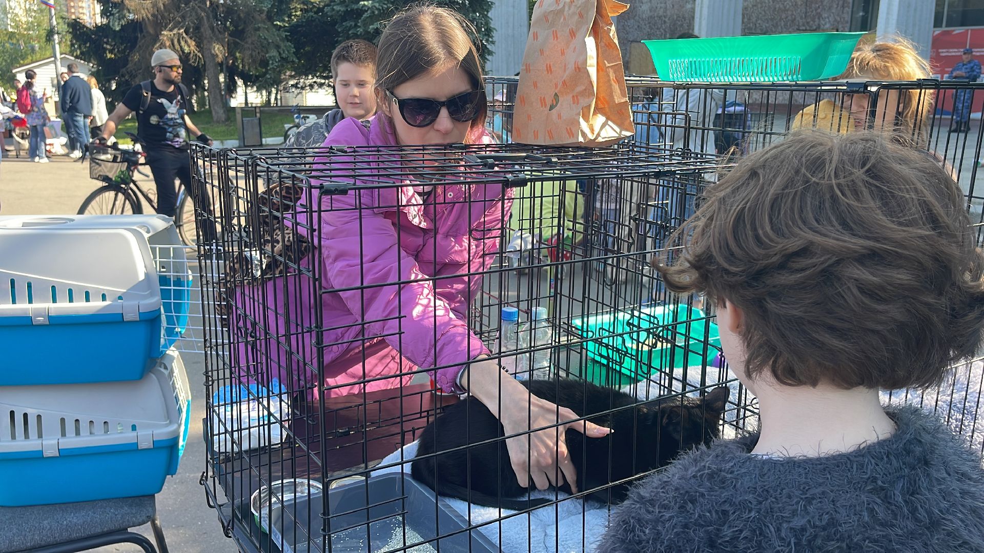 Одинцово, приют, животные, кошки, собаки, благотворительность, Общественная палата, администрация,