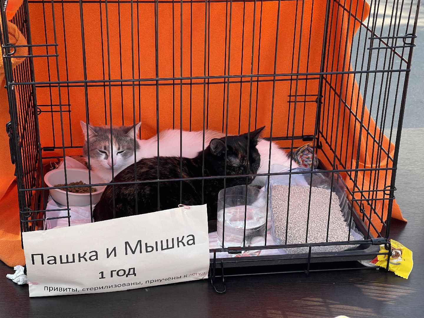 Одинцово, приют, животные, кошки, собаки, благотворительность, Общественная палата, администрация,