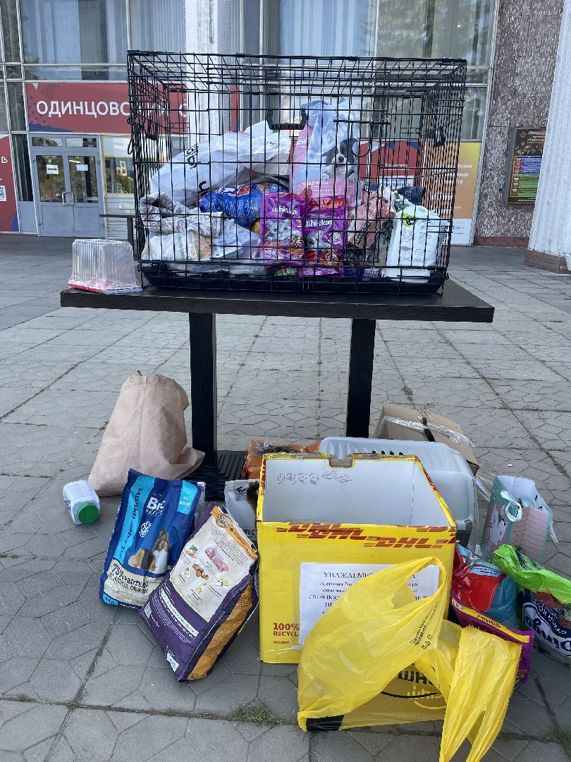 Одинцово, приют, животные, кошки, собаки, благотворительность, Общественная палата, администрация,