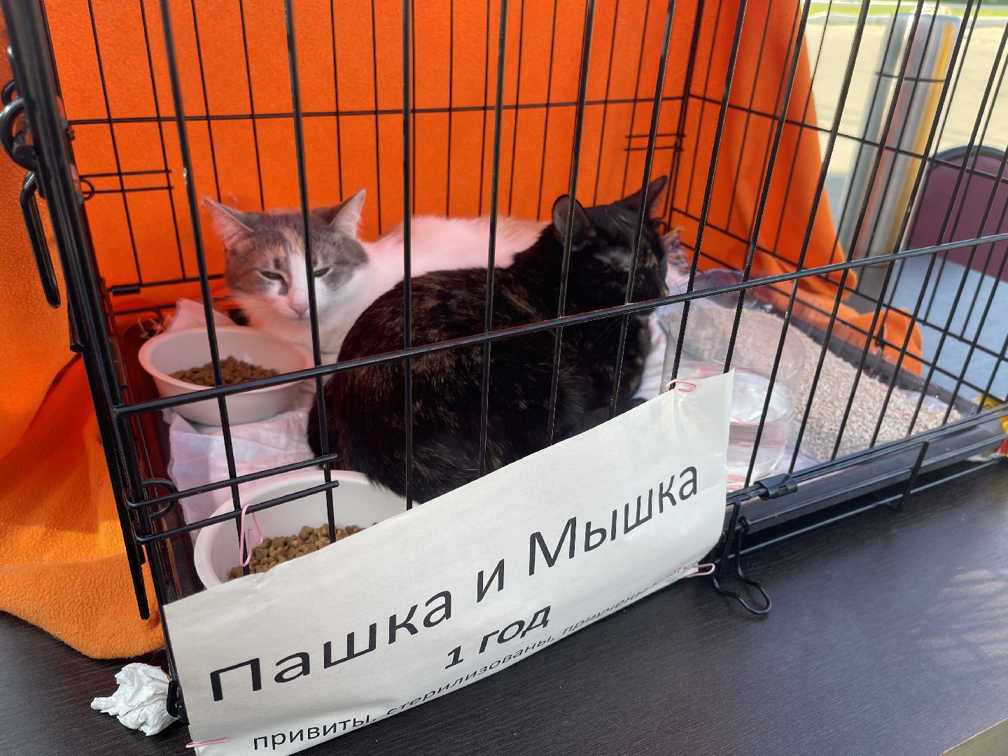 Одинцово, приют, животные, кошки, собаки, благотворительность, Общественная палата, администрация,