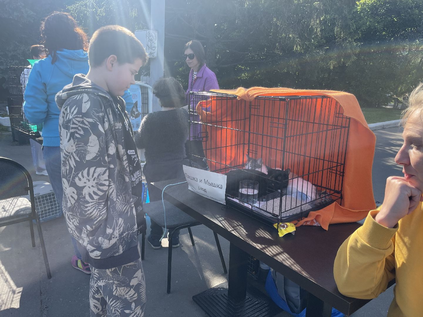Одинцово, приют, животные, кошки, собаки, благотворительность, Общественная палата, администрация,