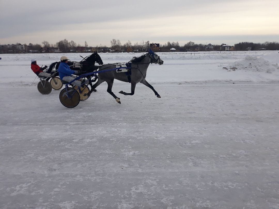 Раменское, конный спорт,