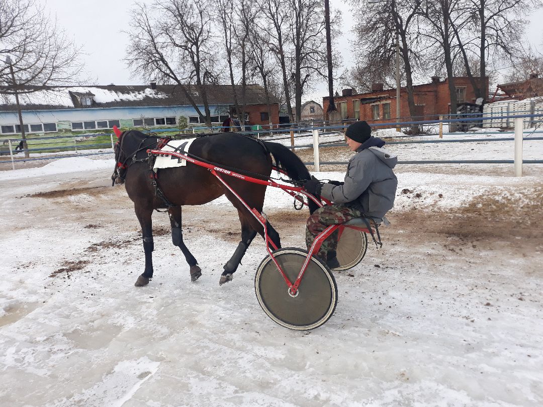 Раменское, конный спорт,