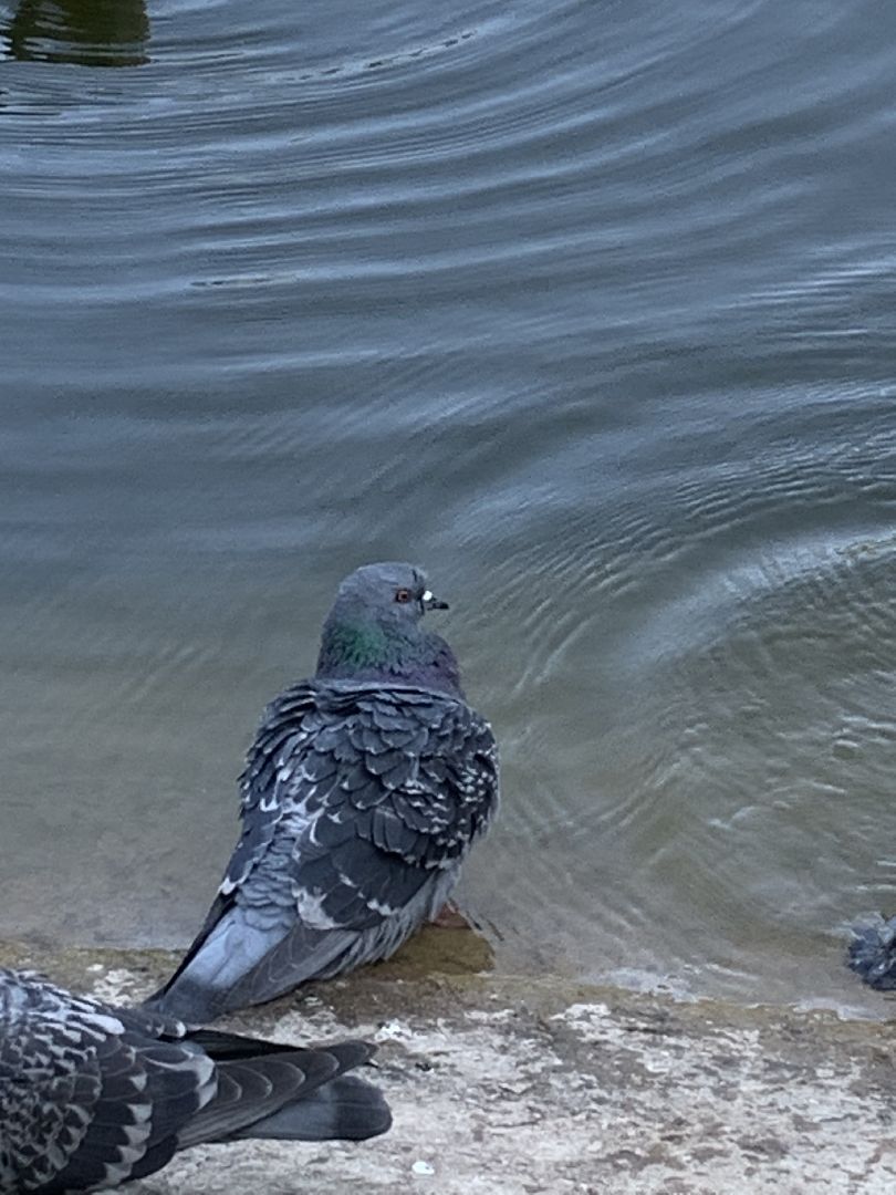 Экология, природа, забота о птицах, лето в подмосковье,