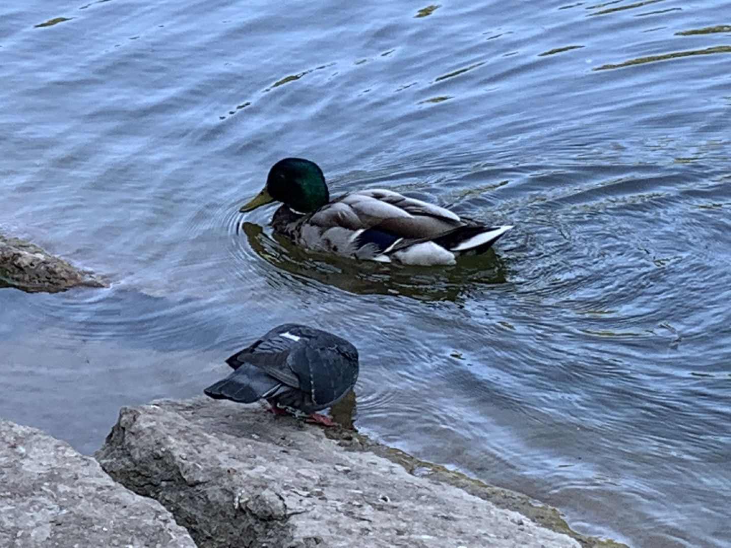 Экология, природа, забота о птицах, лето в подмосковье,