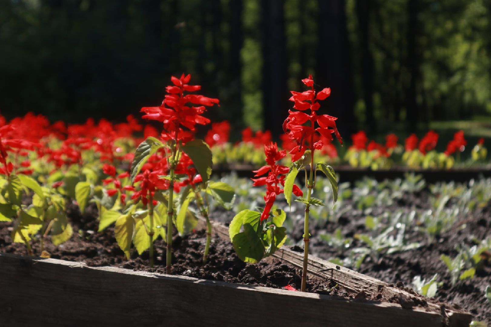 Пущино, благоустройство