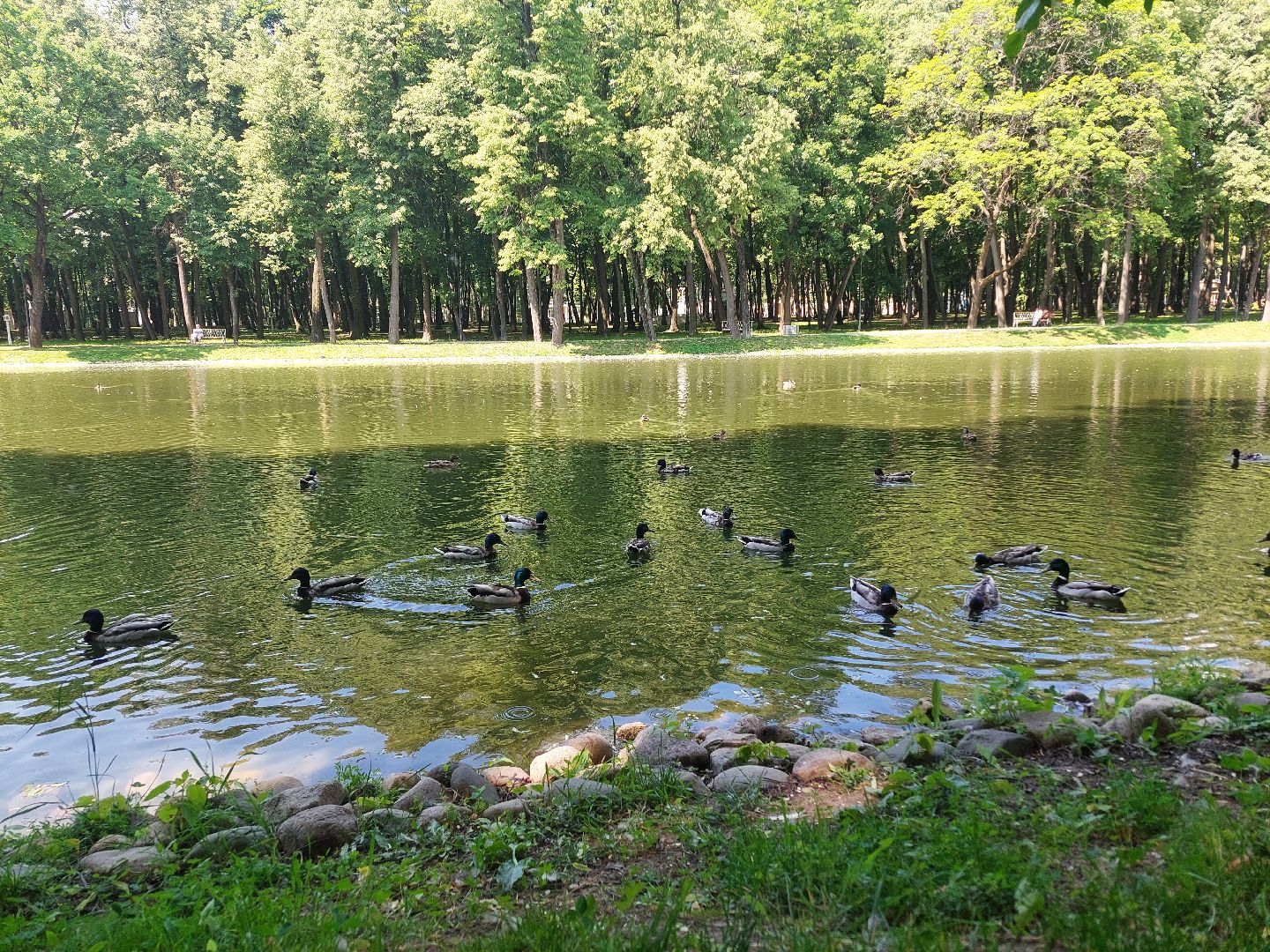 благоустройство, парк Кривякино, парки Подмосковья