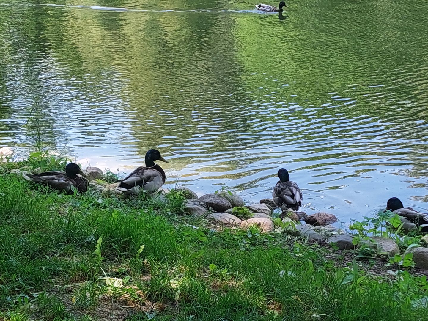 благоустройство, парк Кривякино, парки Подмосковья