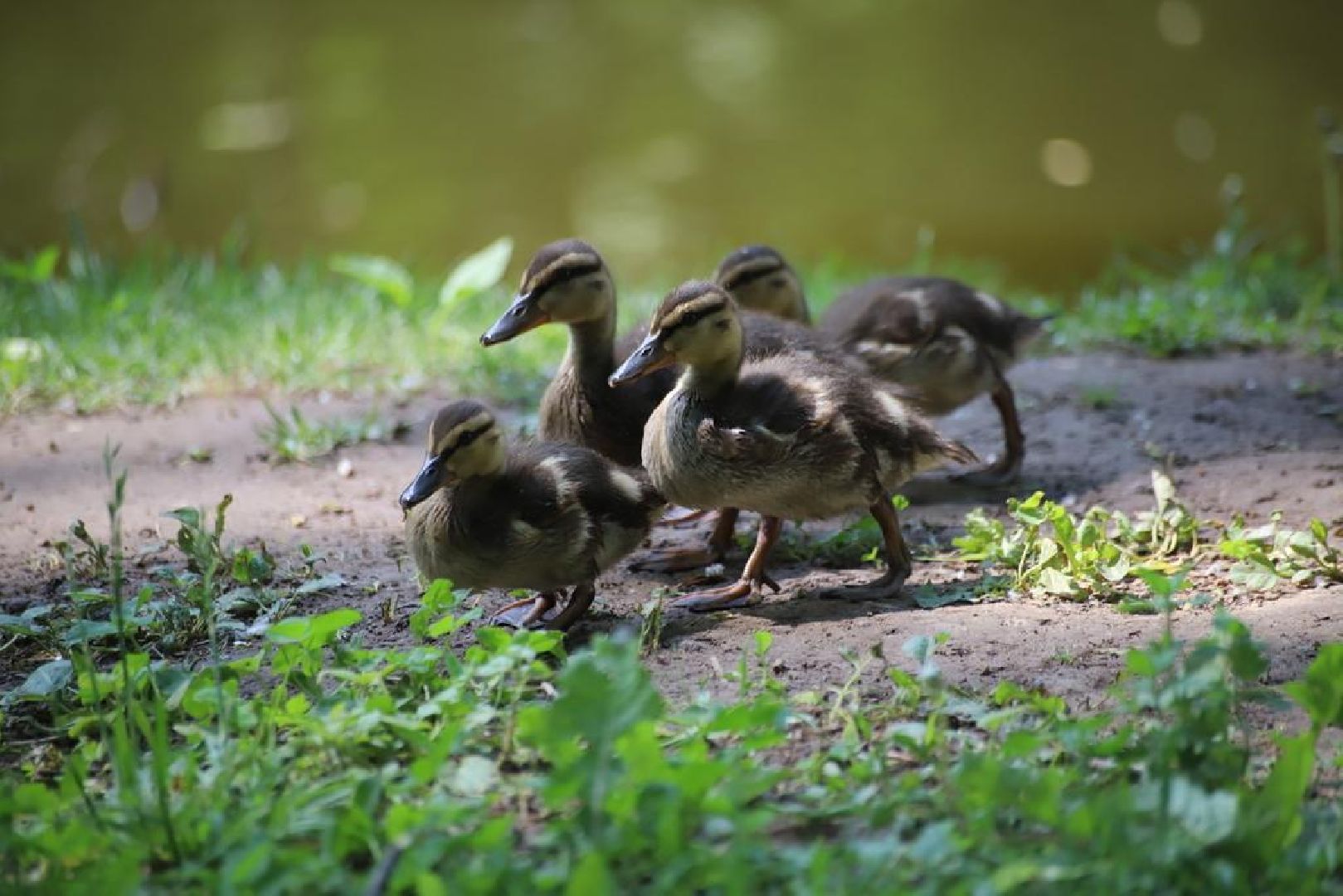 благоустройство, парк Кривякино, парки Подмосковья