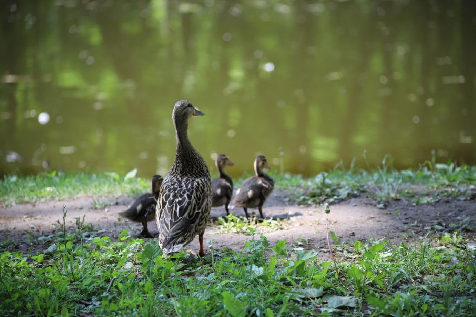 благоустройство, парк Кривякино, парки Подмосковья