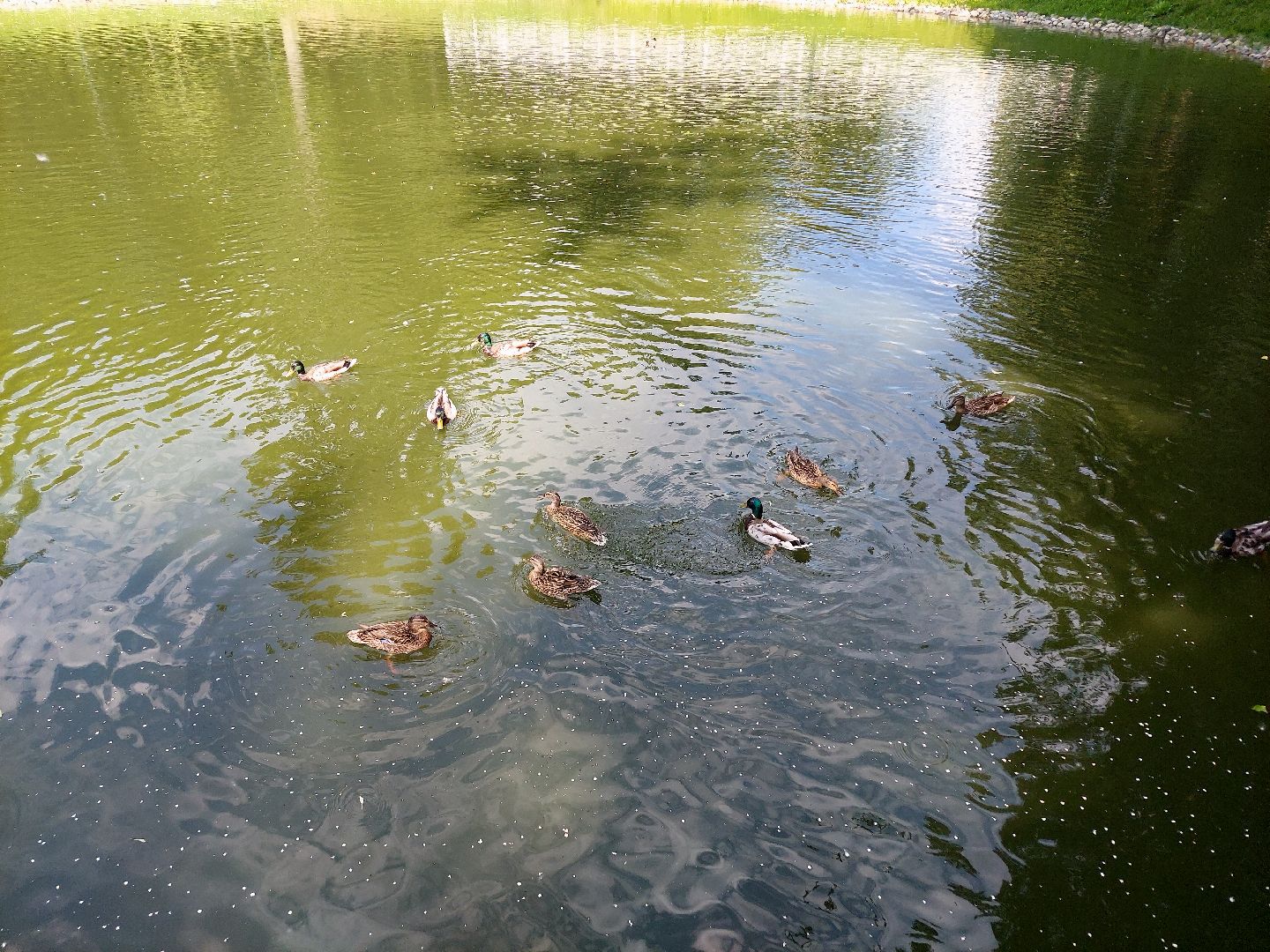 благоустройство, парк Кривякино, парки Подмосковья