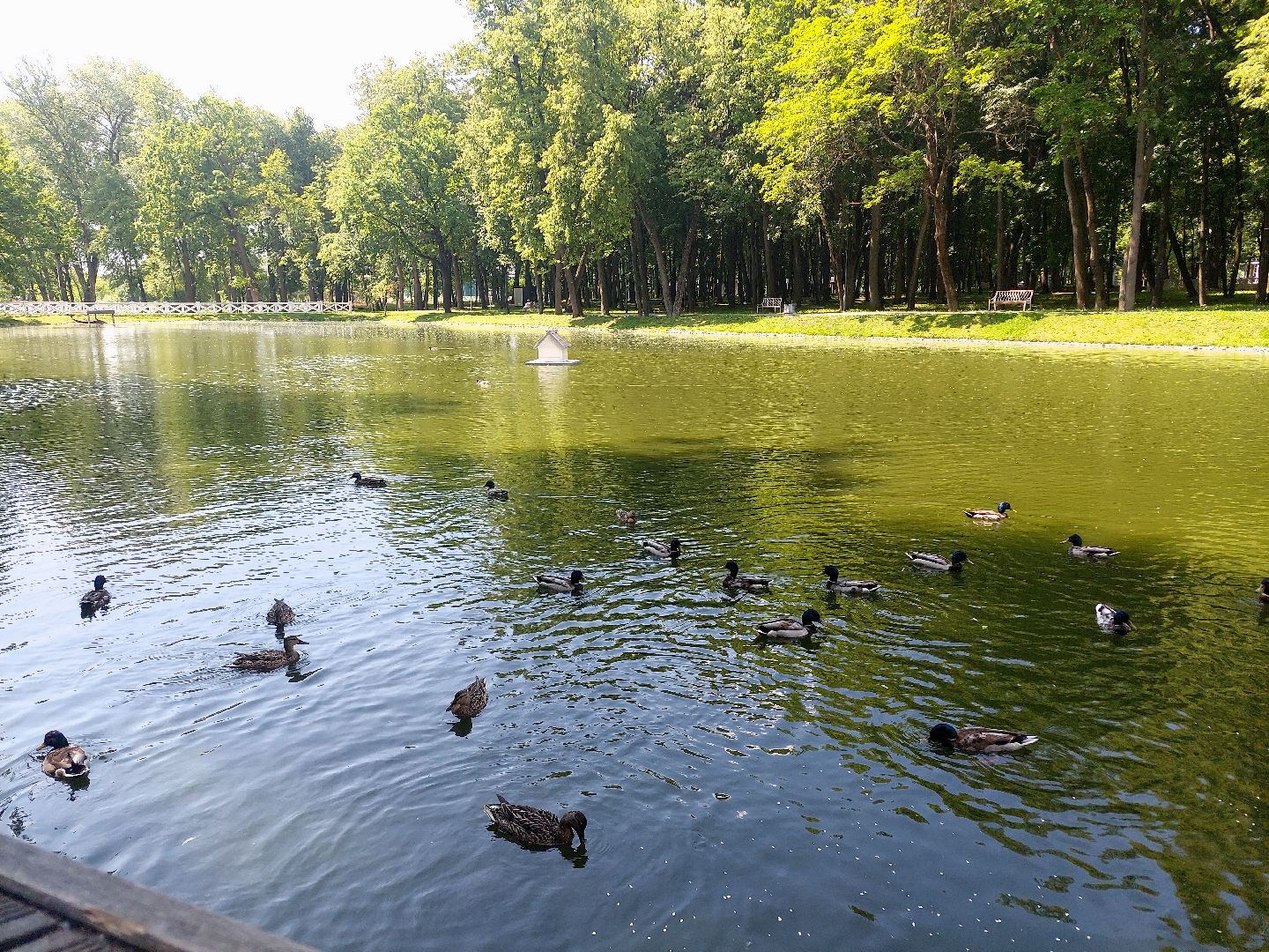 благоустройство, парк Кривякино, парки Подмосковья