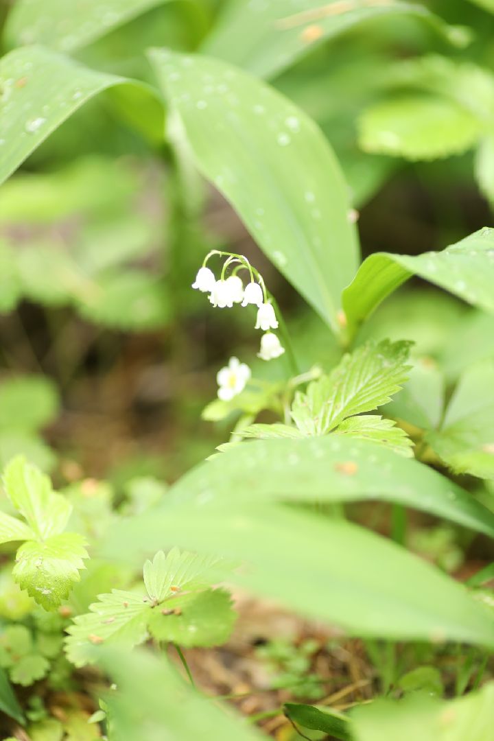 Домодедово, поход, спортивное ориентирование, поход