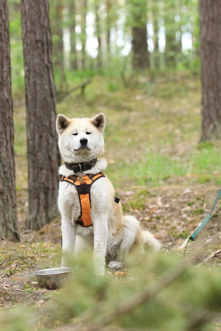 Домодедово, поход, спортивное ориентирование, поход