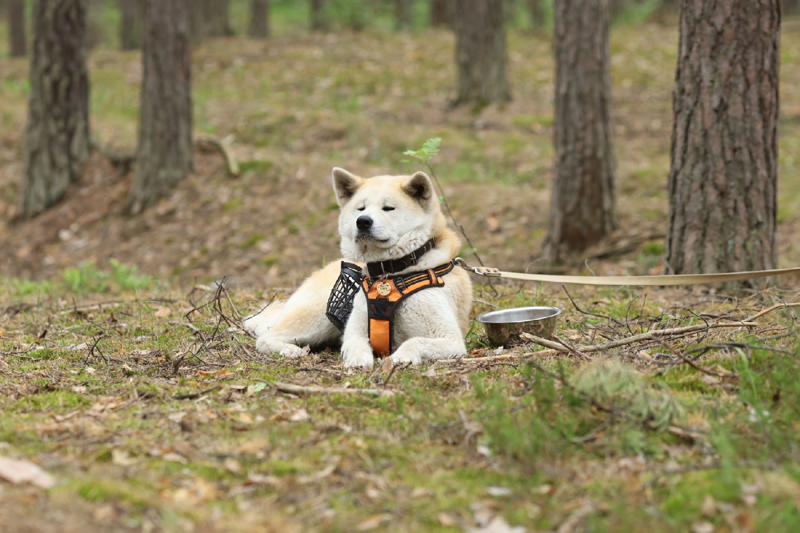 Домодедово, поход, спортивное ориентирование, поход