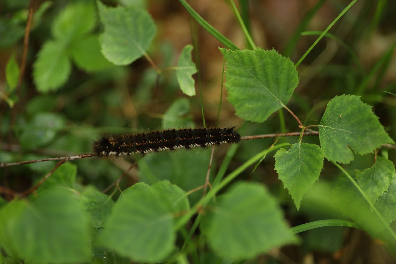 Домодедово, поход, спортивное ориентирование, поход