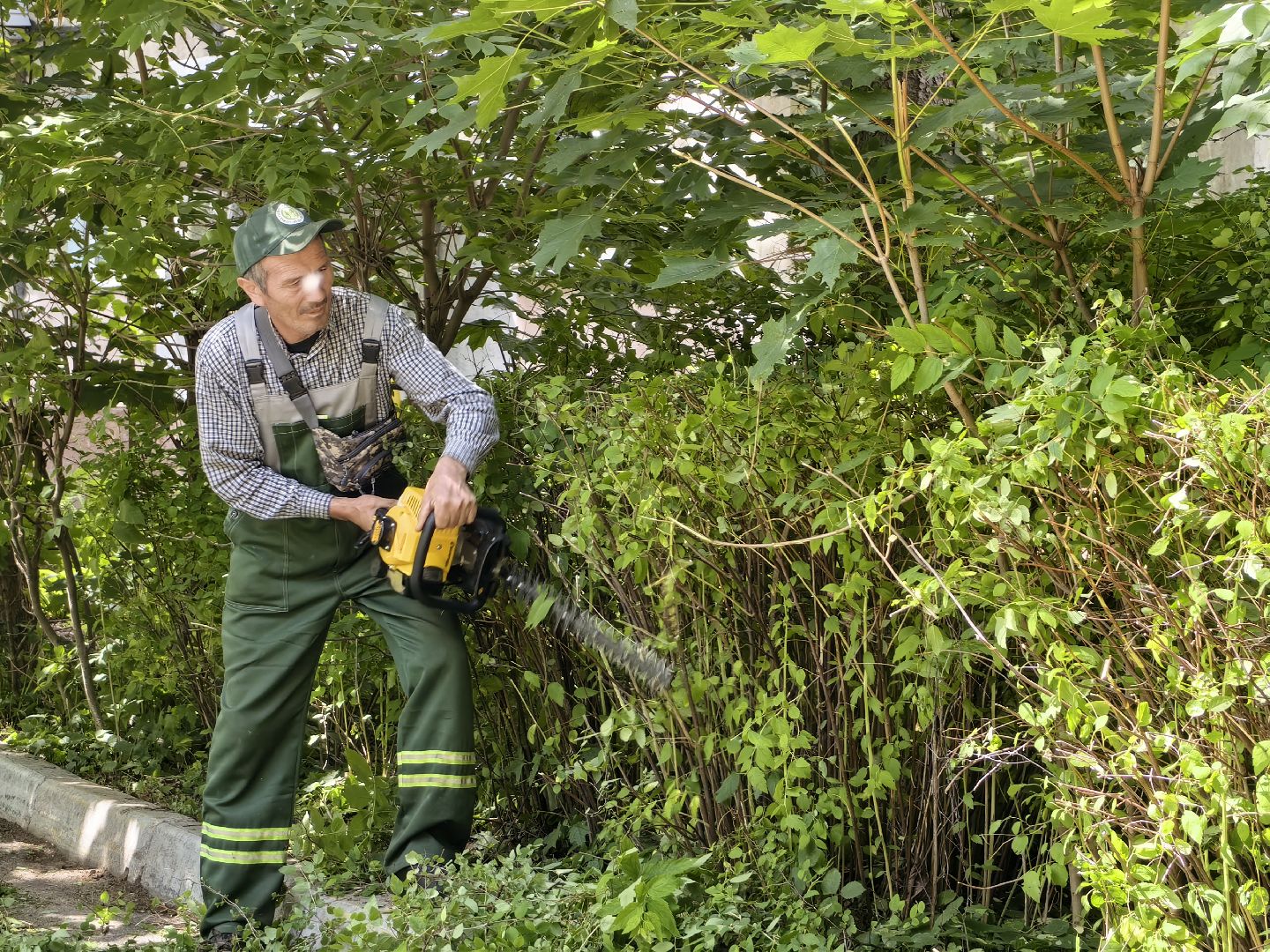 Кустарники, форма, благоустройство