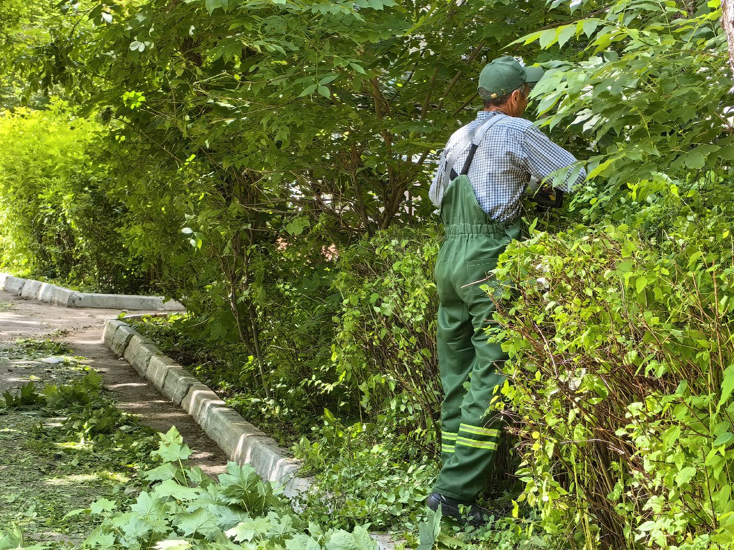 Кустарники, форма, благоустройство