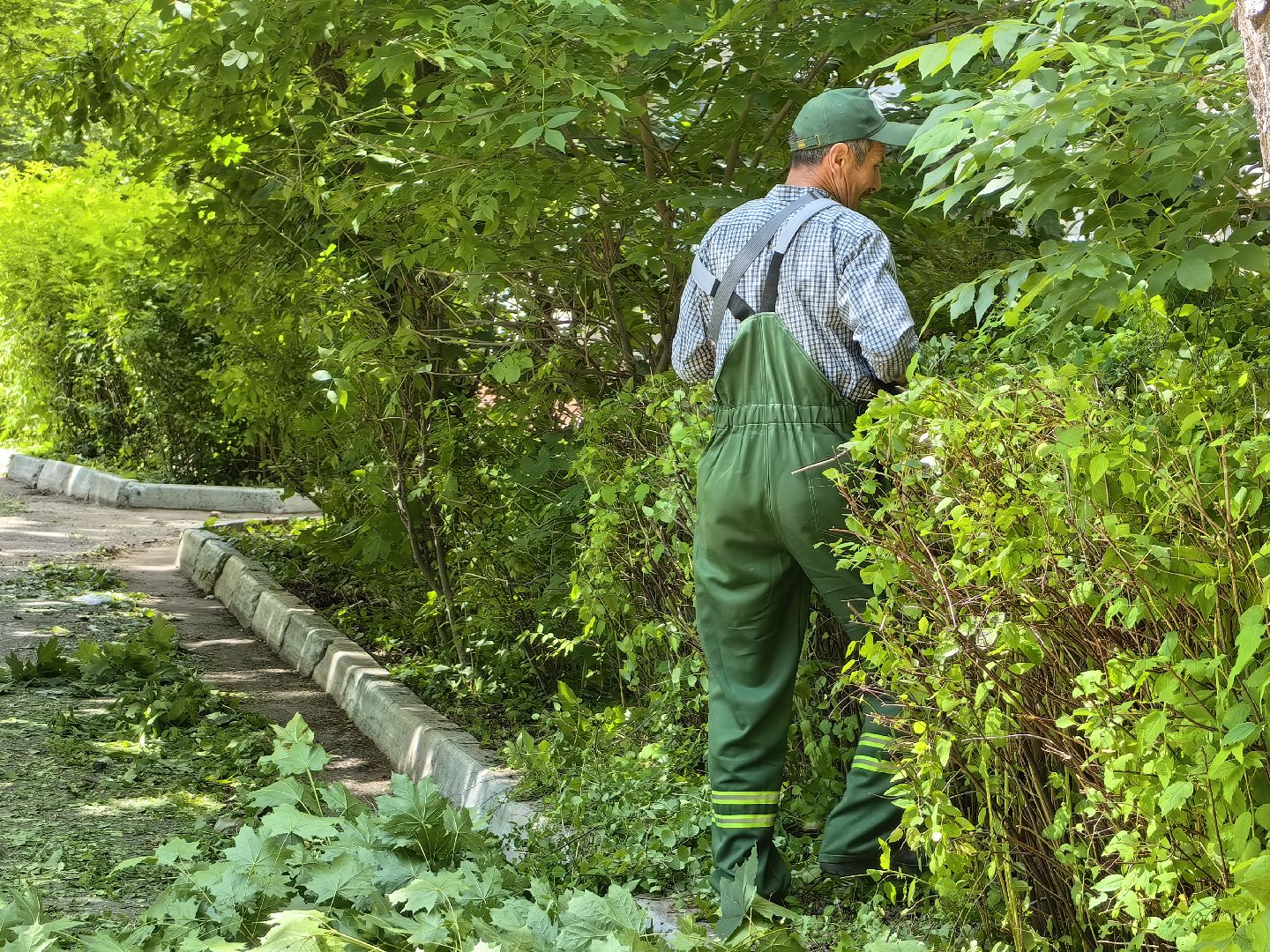 Кустарники, форма, благоустройство