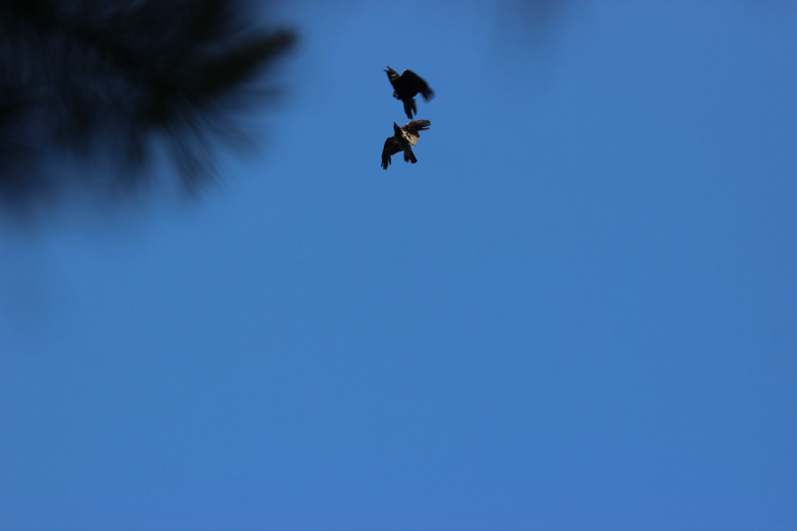 Лобня, ворон, парк