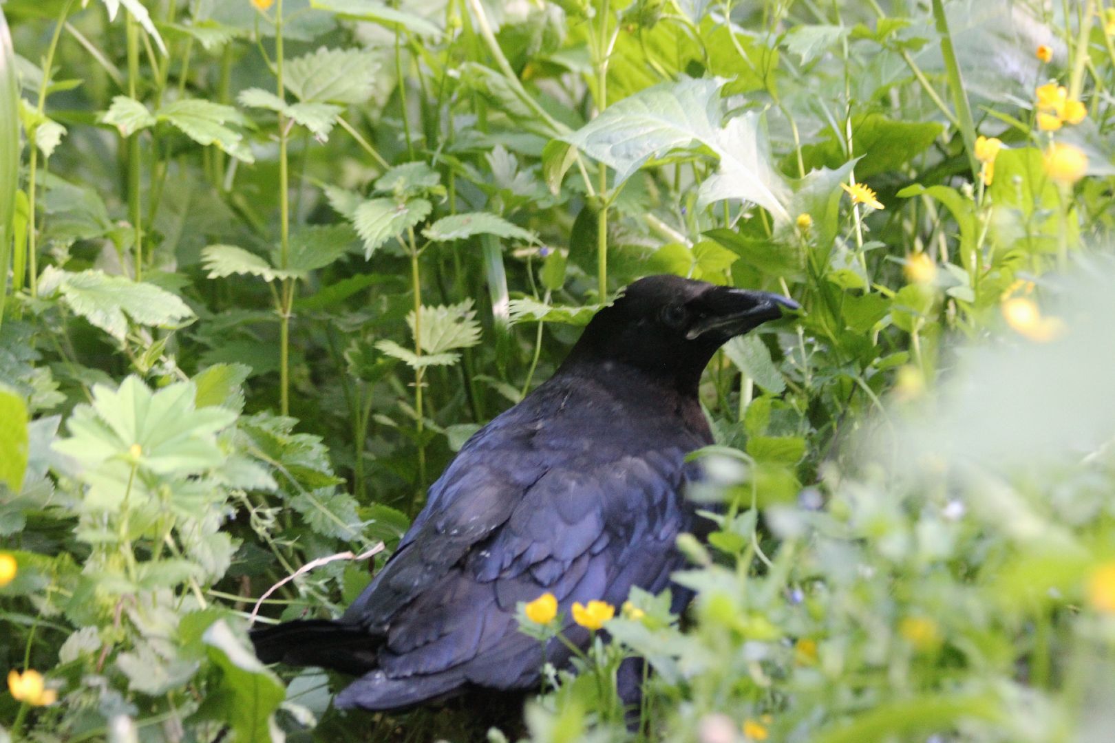 Лобня, ворон, парк