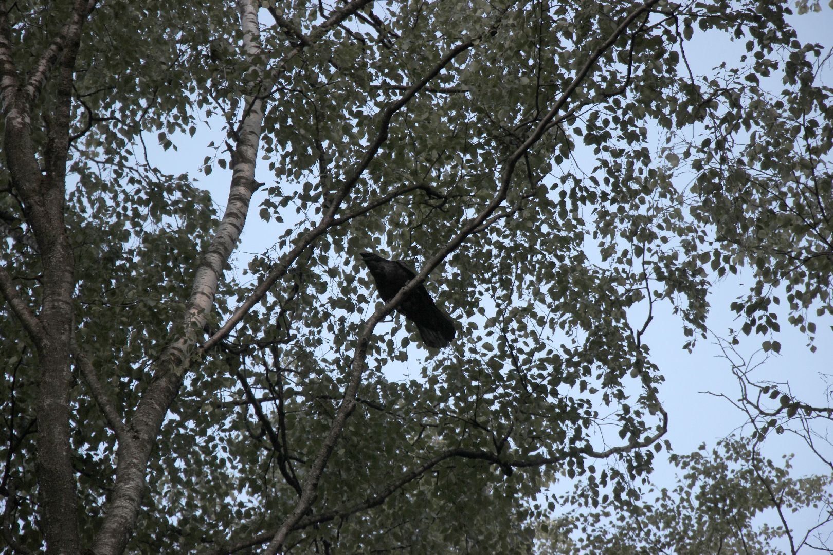 Лобня, ворон, парк