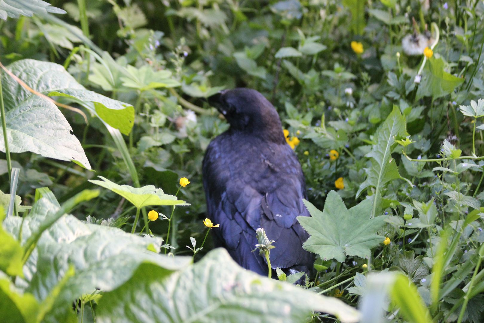 Лобня, ворон, парк