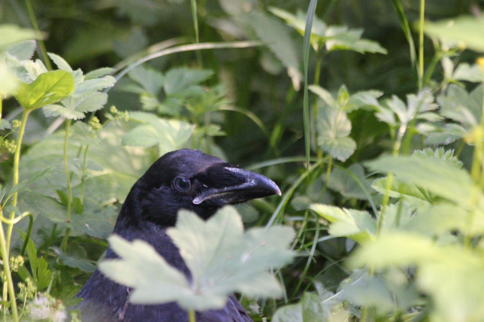 Лобня, ворон, парк