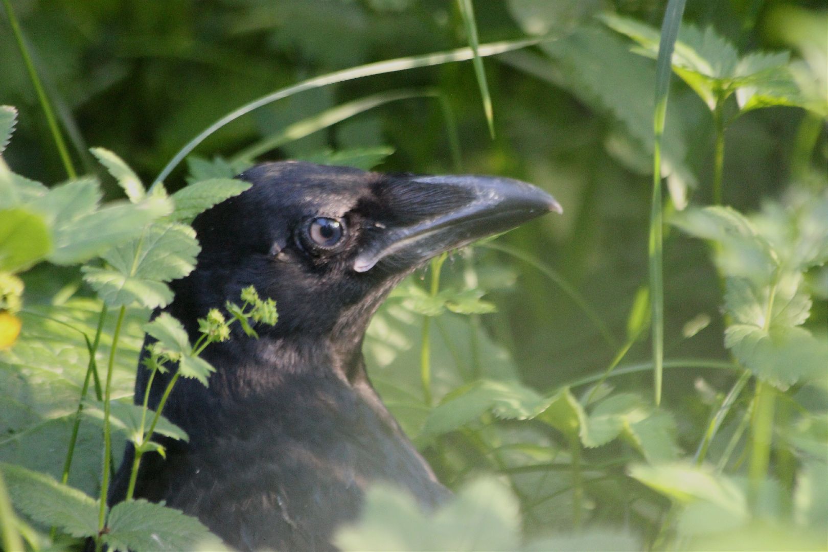 Лобня, ворон, парк