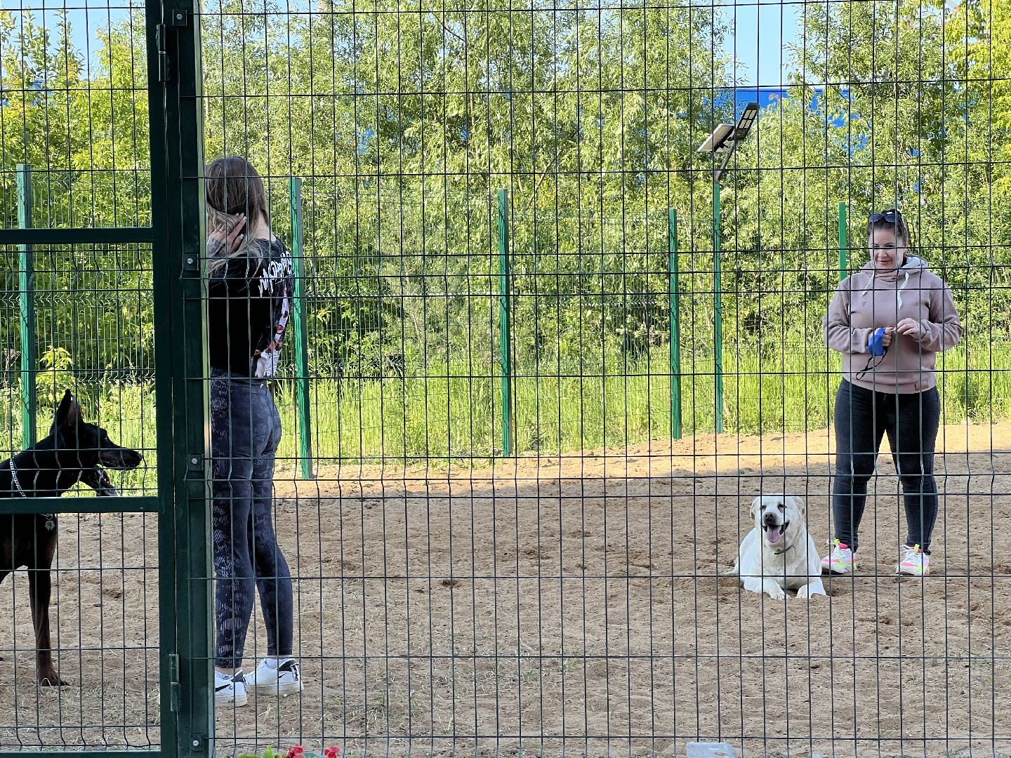 Химки, ЖК Солнечная система, благоустройство, собаки