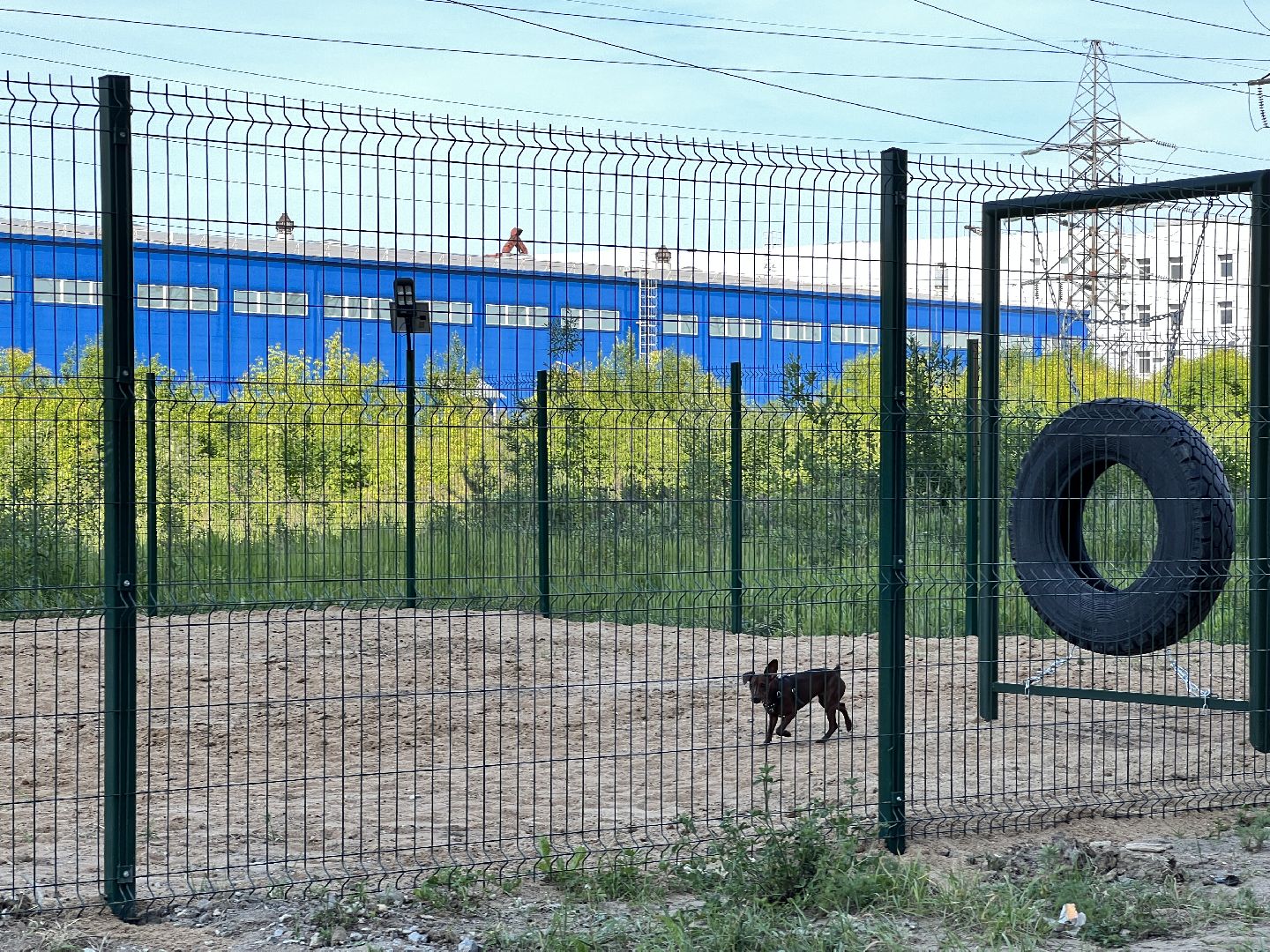 Химки, ЖК Солнечная система, благоустройство, собаки