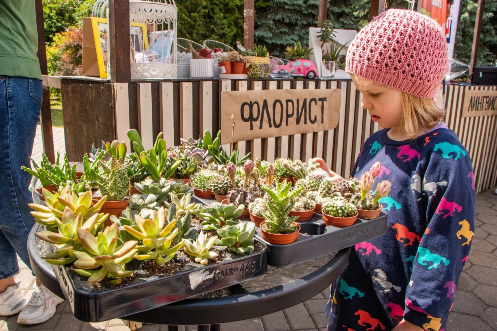 Домодедово, флористика, композиции из цветов, цветы, кактус