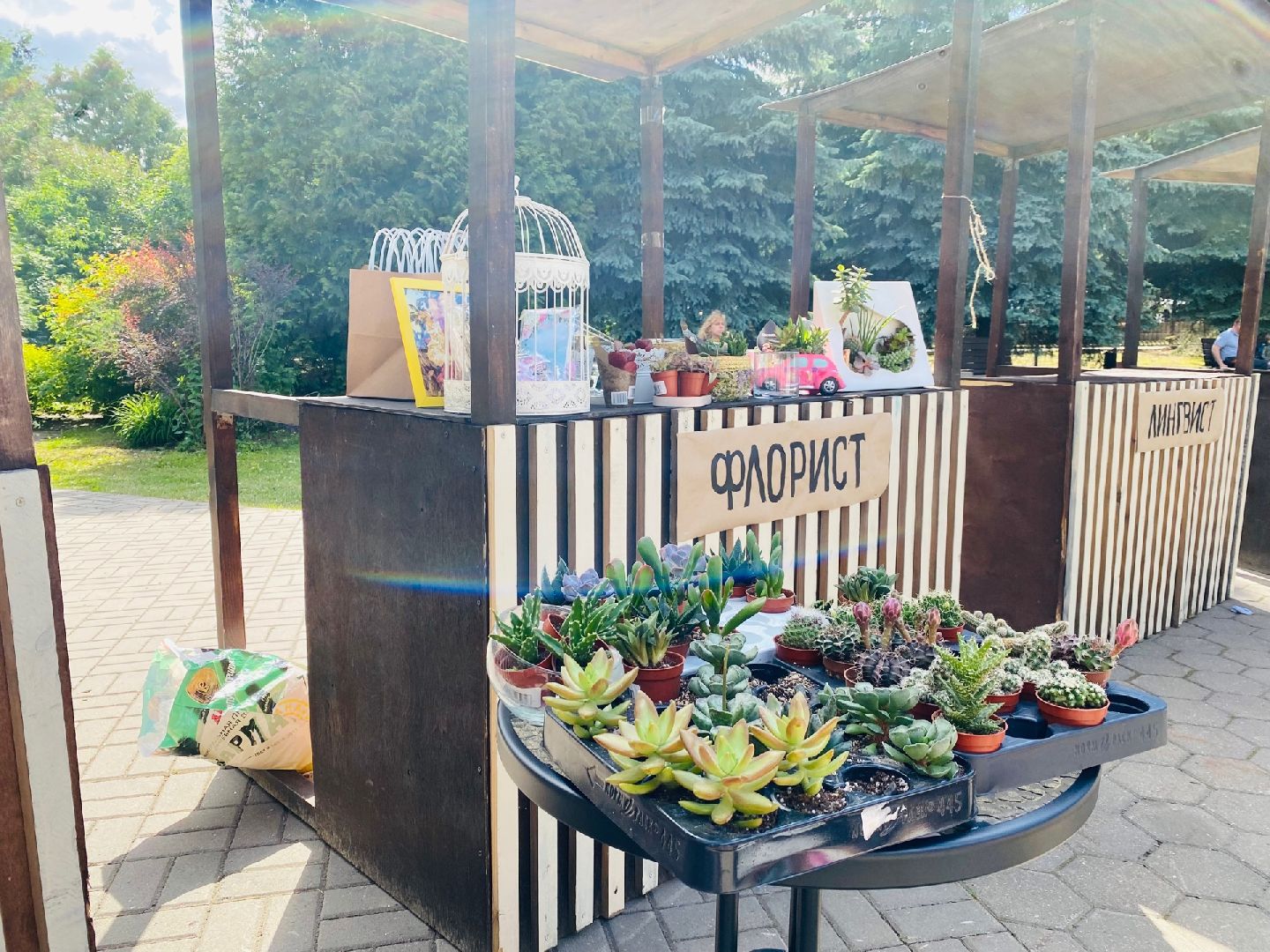 Домодедово, флористика, композиции из цветов, цветы, кактус