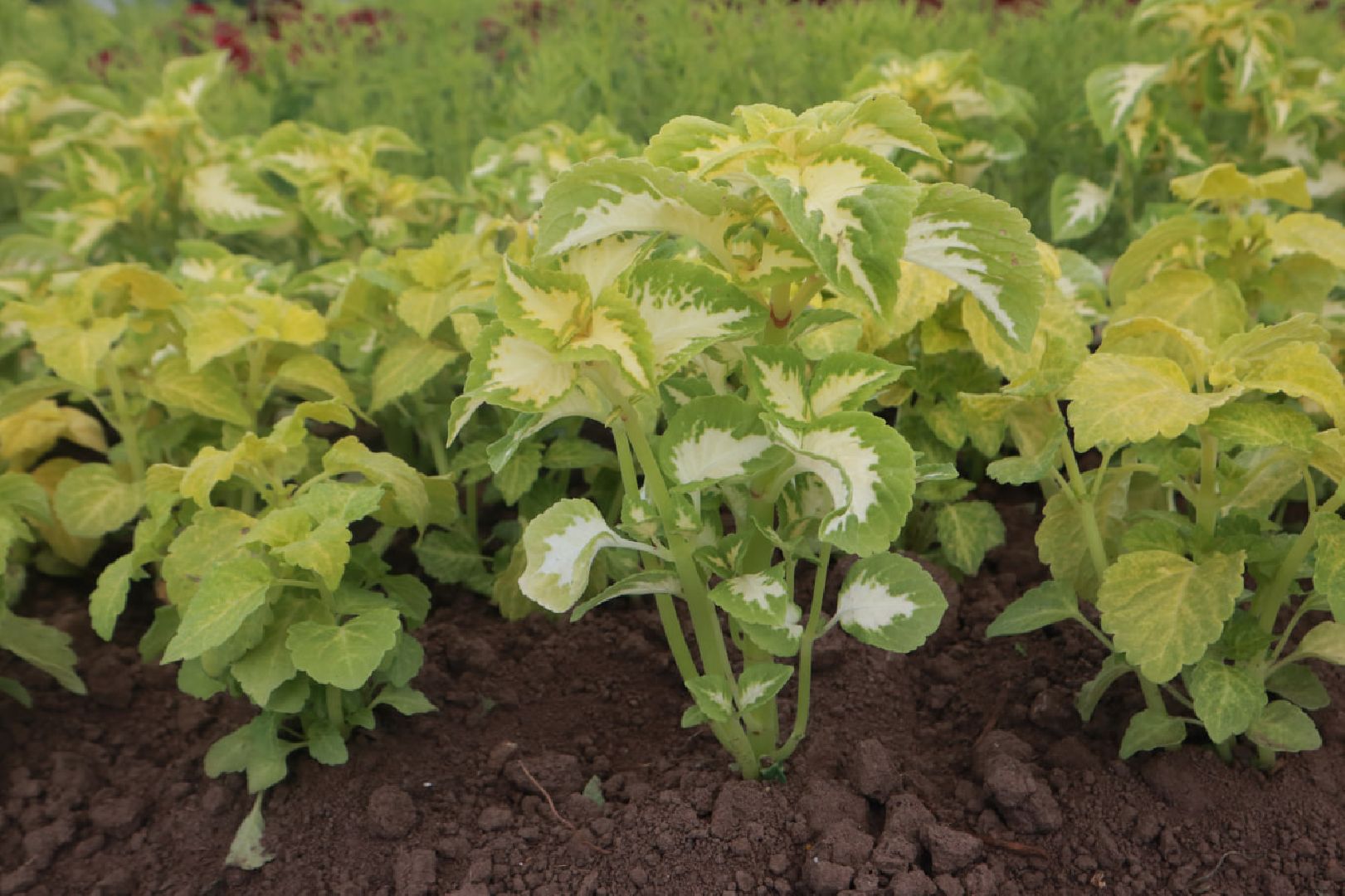 Пущино, благоустройство