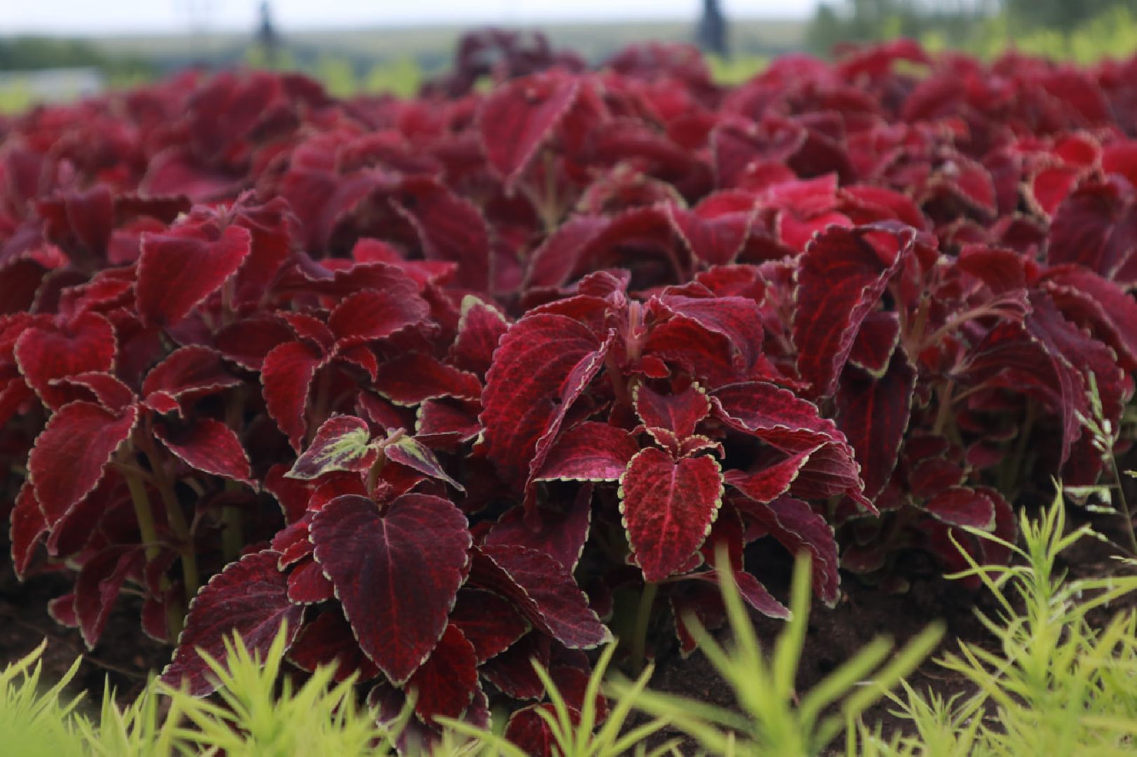 Пущино, благоустройство