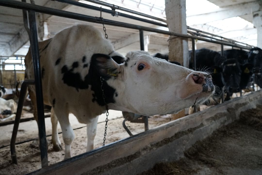 Щелково, бизнес