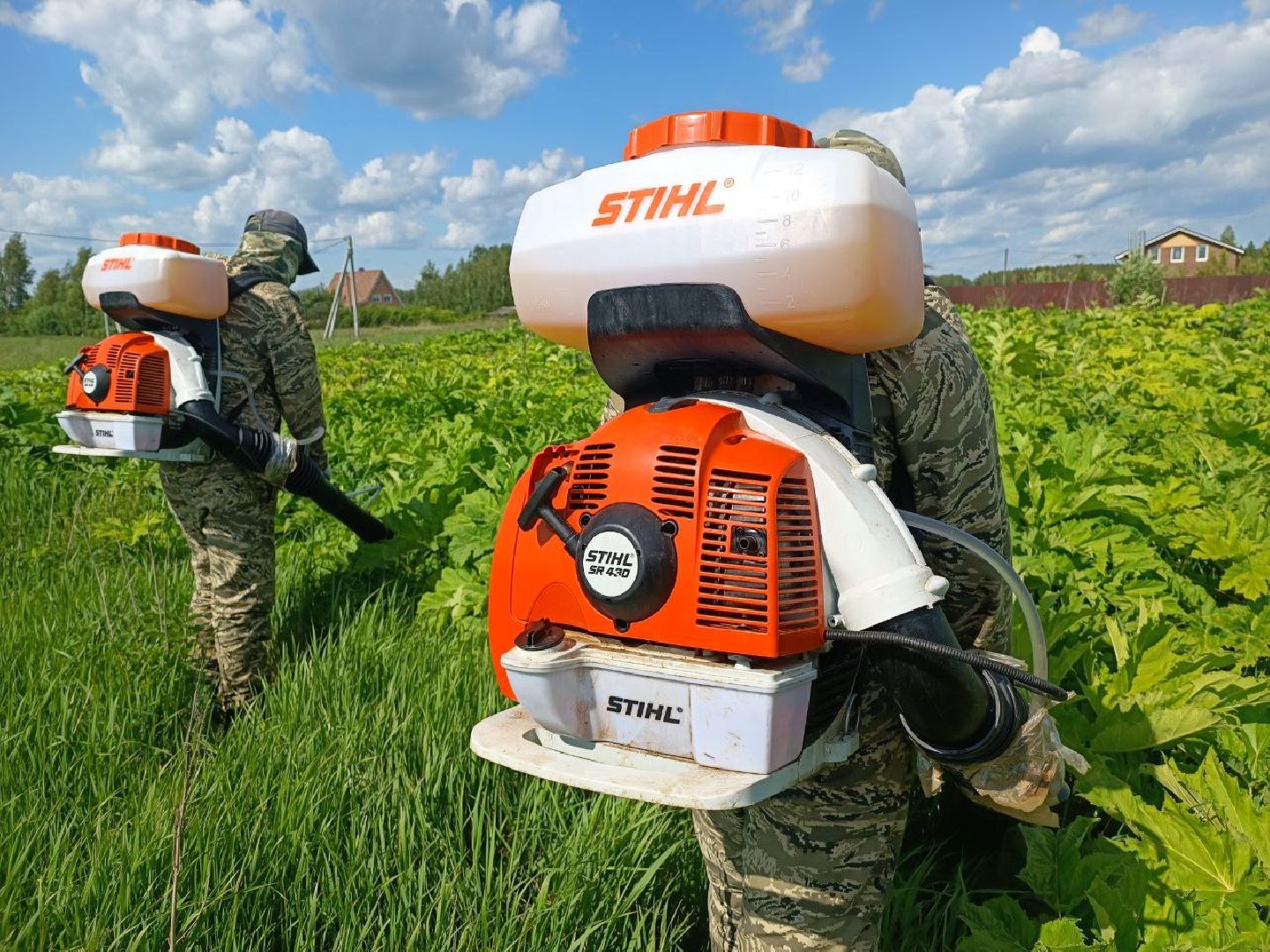 Можайск, Можайский городской округ, Подмосковье, борщевик Сосновского, обработка, земля, экология, опасное растение