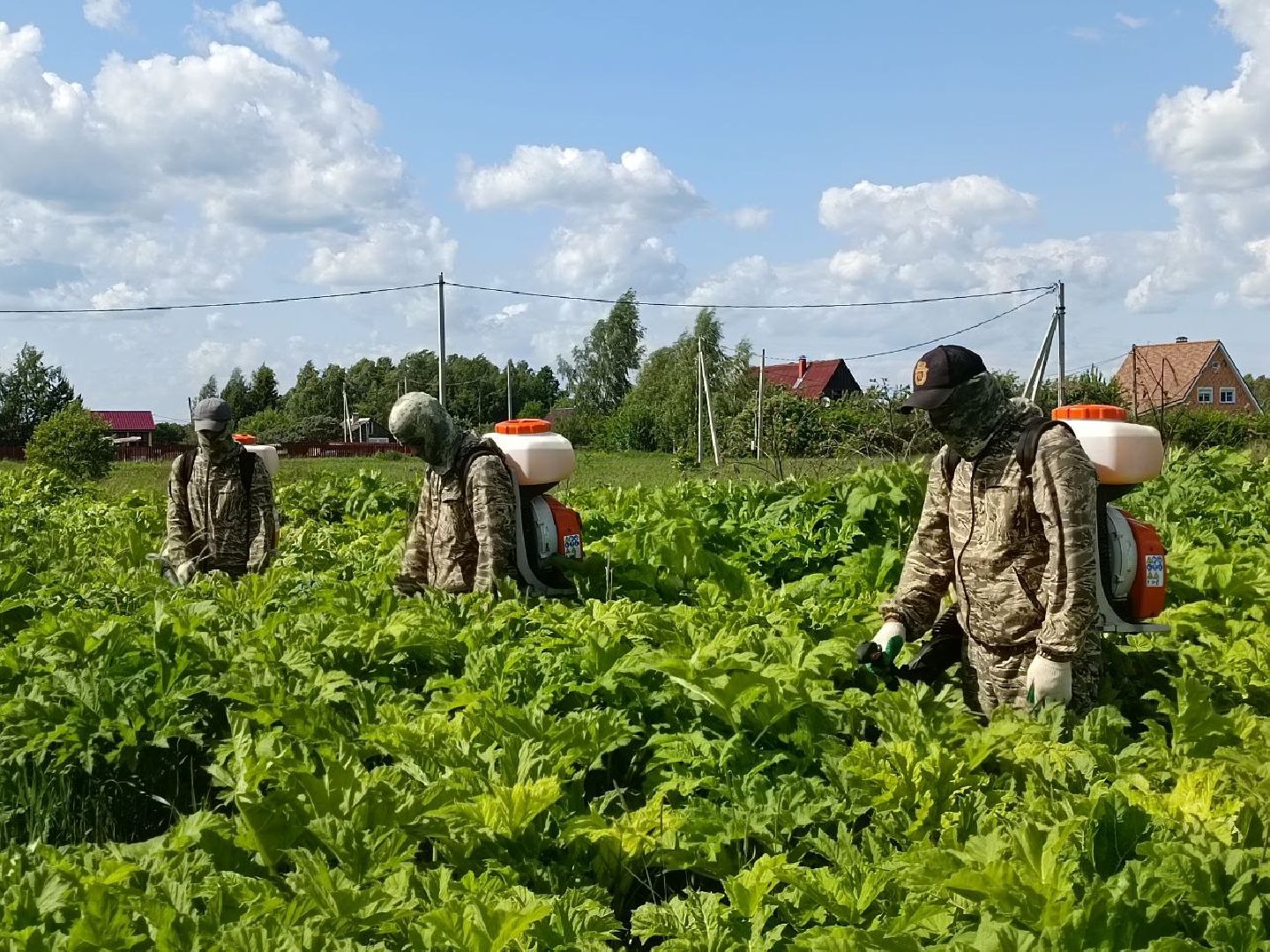 Можайск, Можайский городской округ, Подмосковье, борщевик Сосновского, обработка, земля, экология, опасное растение