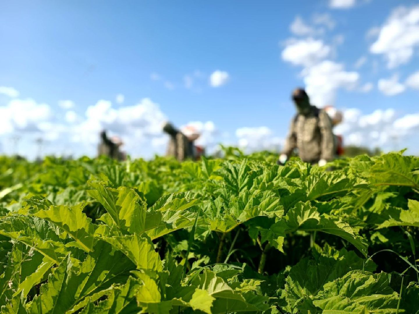 Можайск, Можайский городской округ, Подмосковье, борщевик Сосновского, обработка, земля, экология, опасное растение