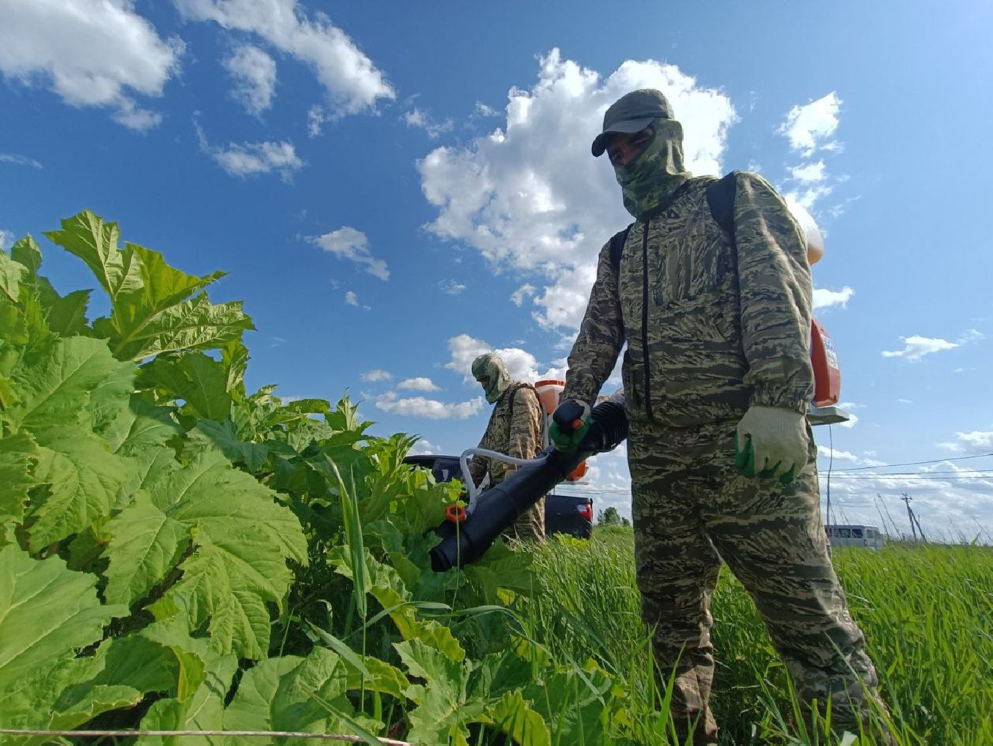 Можайск, Можайский городской округ, Подмосковье, борщевик Сосновского, обработка, земля, экология, опасное растение