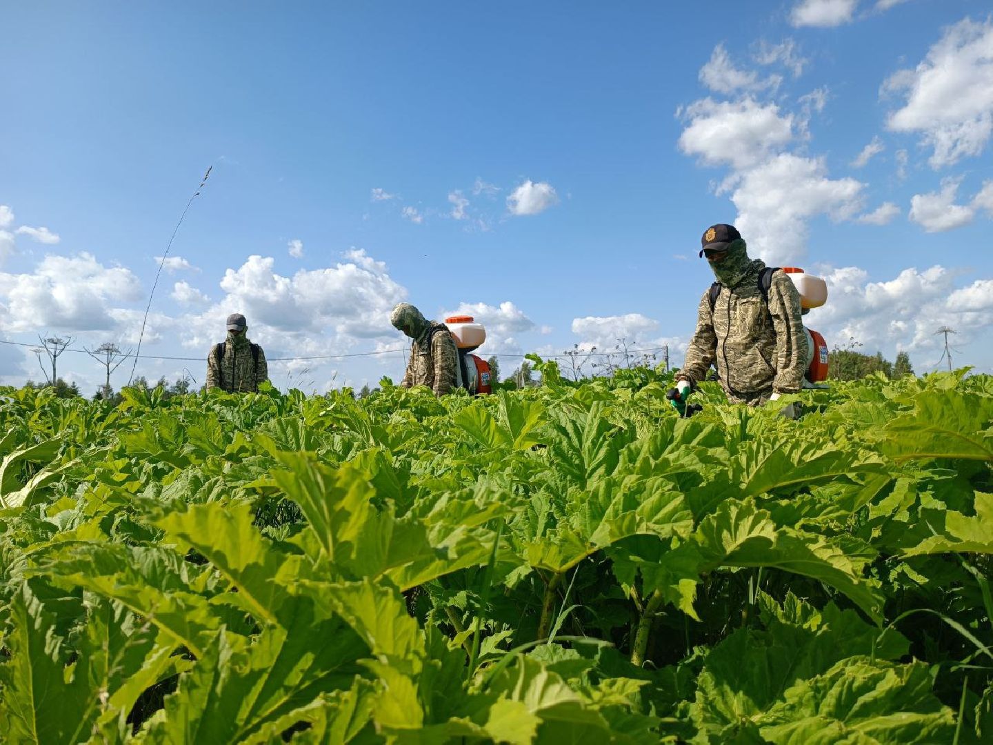 Можайск, Можайский городской округ, Подмосковье, борщевик Сосновского, обработка, земля, экология, опасное растение