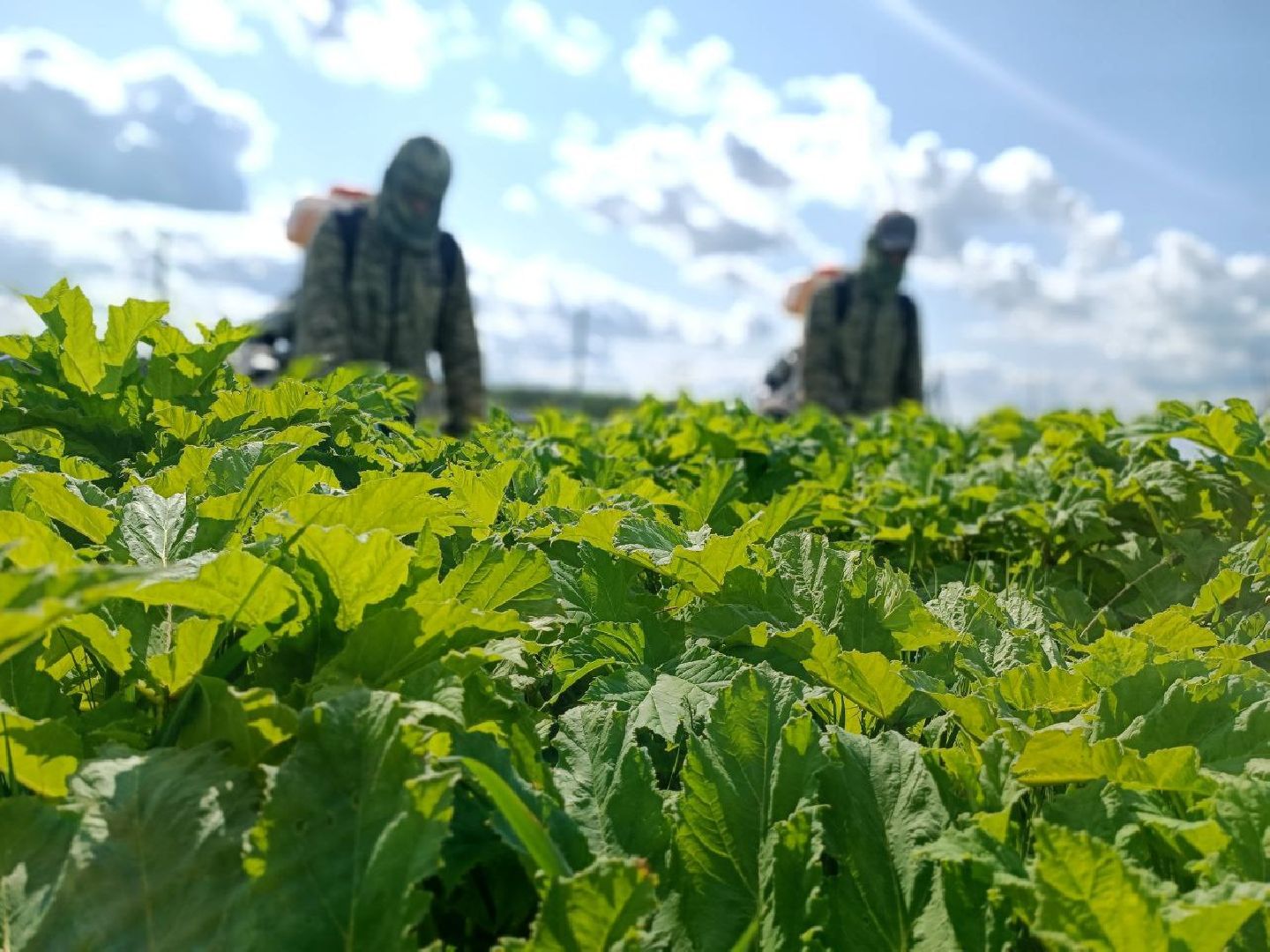 Можайск, Можайский городской округ, Подмосковье, борщевик Сосновского, обработка, земля, экология, опасное растение