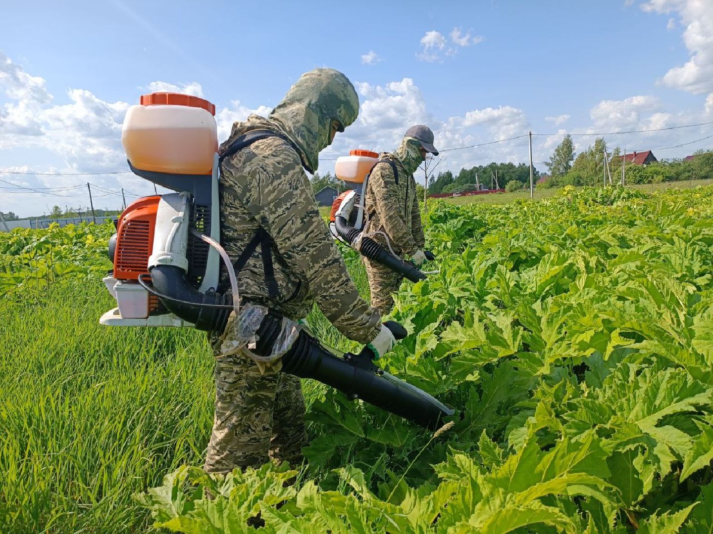 Можайск, Можайский городской округ, Подмосковье, борщевик Сосновского, обработка, земля, экология, опасное растение