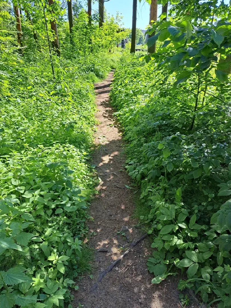 Руза, Тучково, благоустройство, народные тропы, пешеходные дорожки