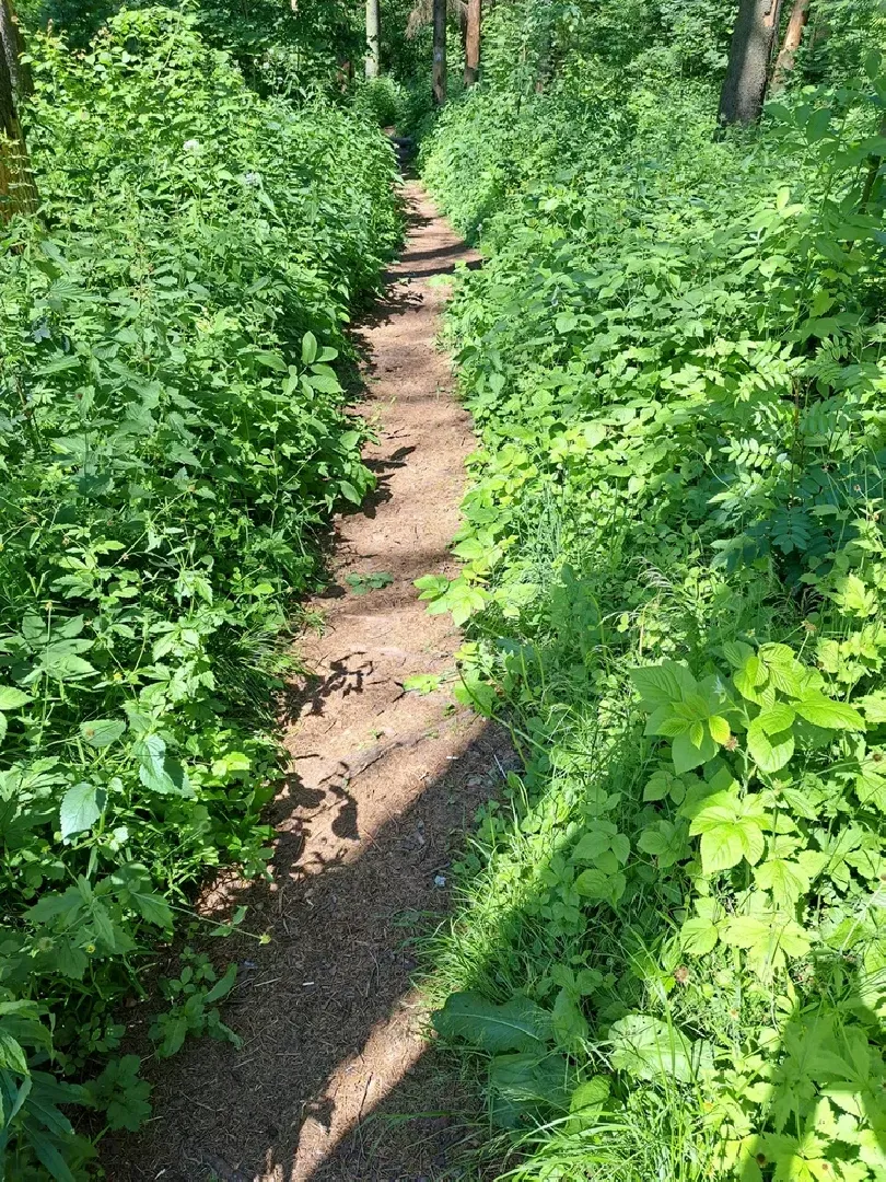 Руза, Тучково, благоустройство, народные тропы, пешеходные дорожки