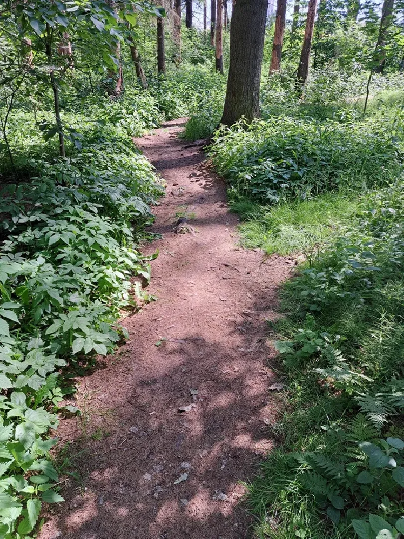 Руза, Тучково, благоустройство, народные тропы, пешеходные дорожки