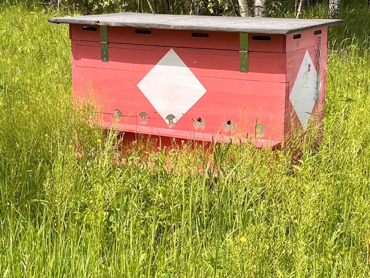 Шаховская, пчелы, мед