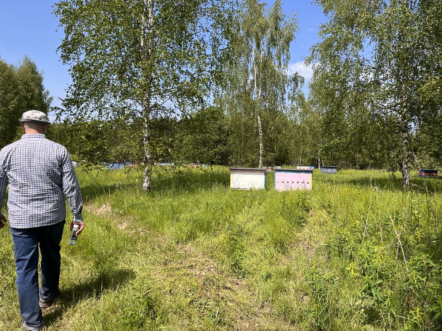 Шаховская, пчелы, мед