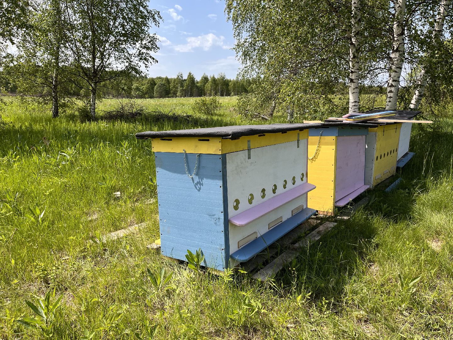 Шаховская, пчелы, мед