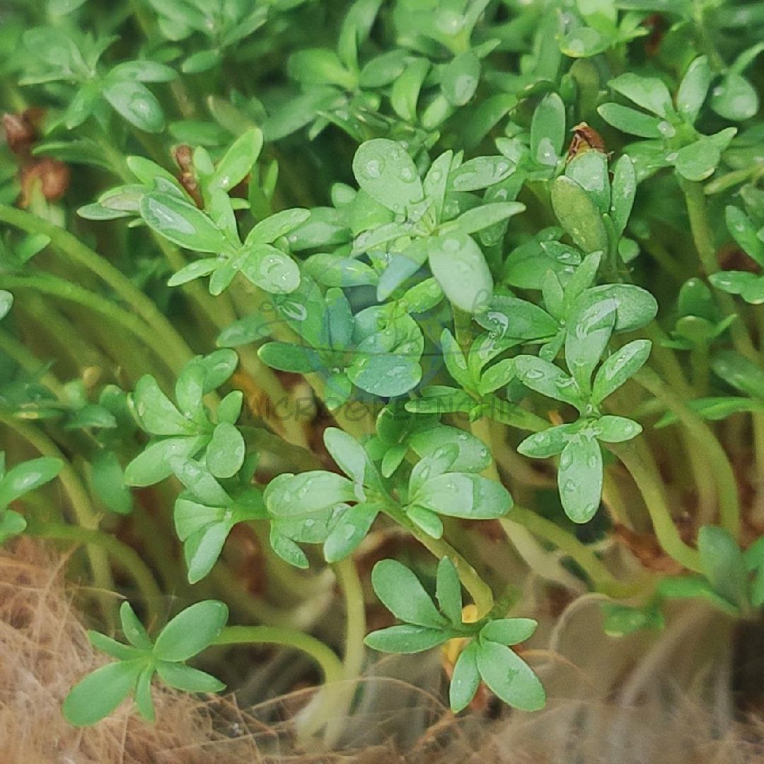 Звенигород, образование, бизнес-проекты, развитие предпринимательства, школа